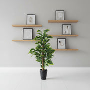 Artificial Dieffenbachia (Dumb Cane) Plant with Black Pot | Premium Indoor Home & Office Decor